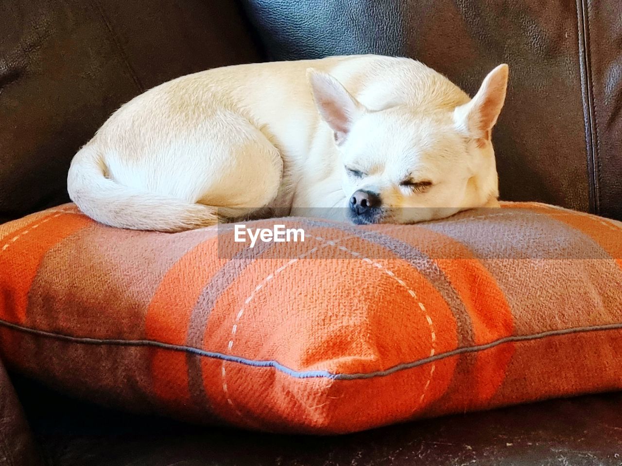 domestic animals, animal themes, pet, animal, one animal, mammal, dog, canine, relaxation, indoors, sofa, furniture, chihuahua, no people, puppy, lap dog, sleeping, resting, lying down, eyes closed, carnivore, pillow