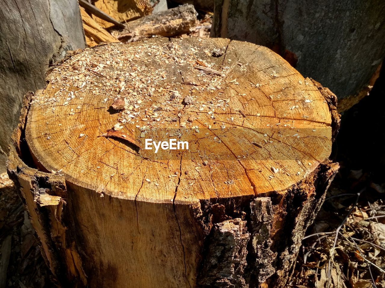 CLOSE-UP OF TREE STUMP IN FOREST