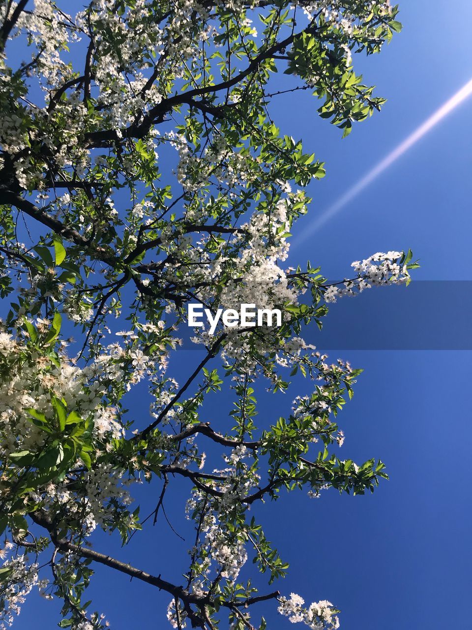 LOW ANGLE VIEW OF CHERRY BLOSSOMS AGAINST BLUE SKY