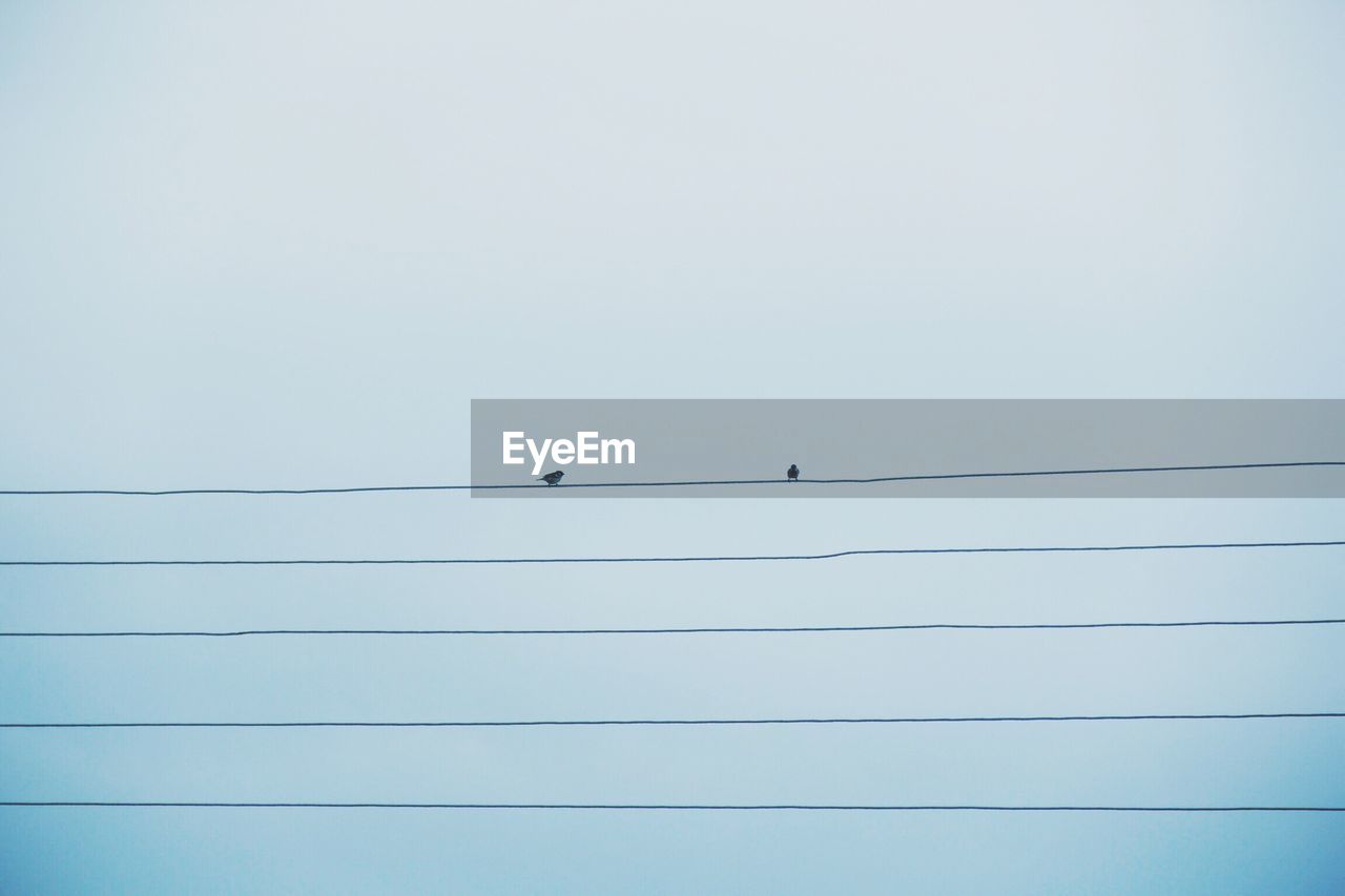 Low angle view of birds perching on cables against clear sky