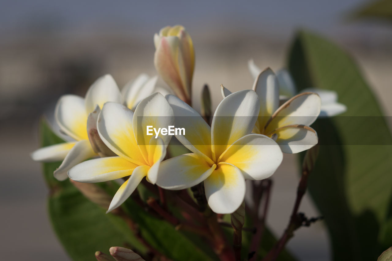 Close-up of white flowering plant