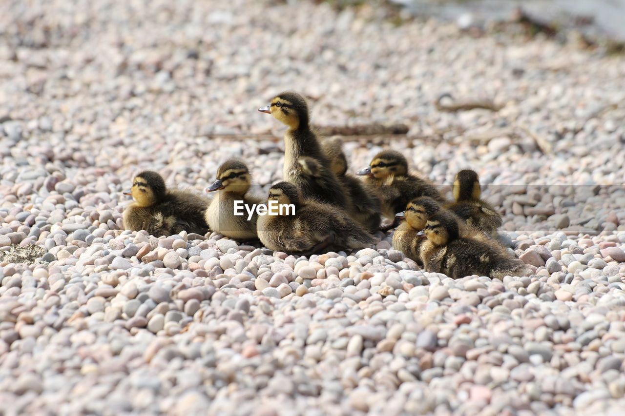VIEW OF DUCKLINGS ON PEBBLES