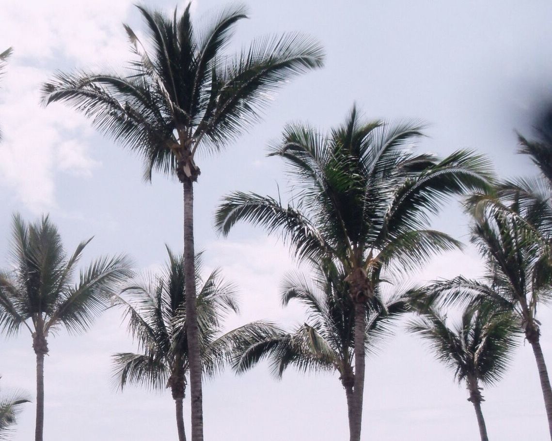 Low angle view of palm trees against sky