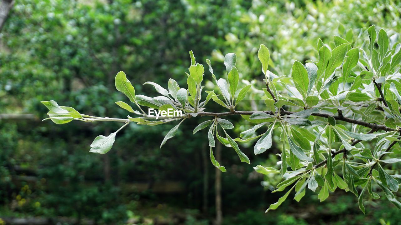 Close-up of plant on field