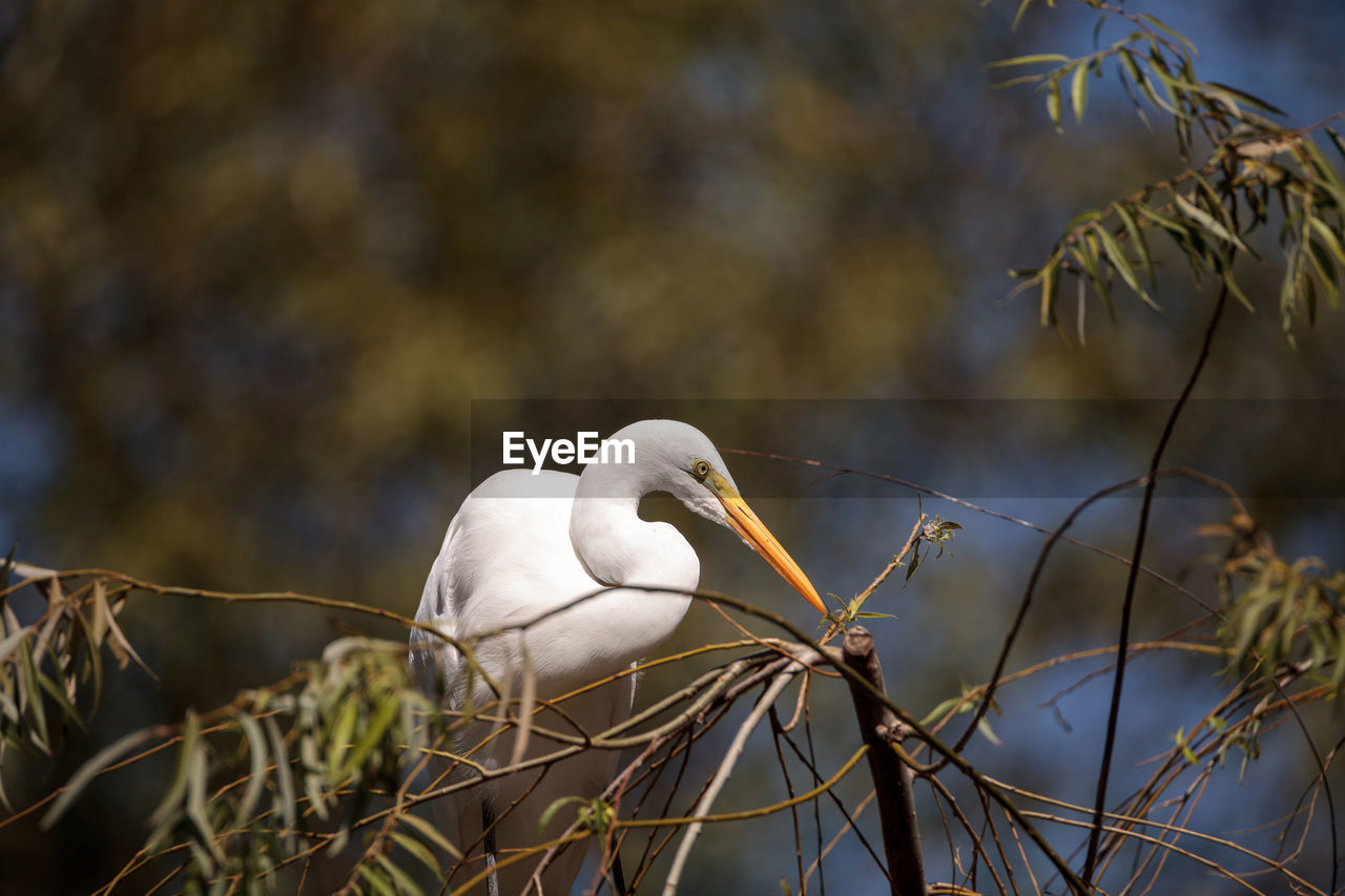 Close-up of great egret perching on plant
