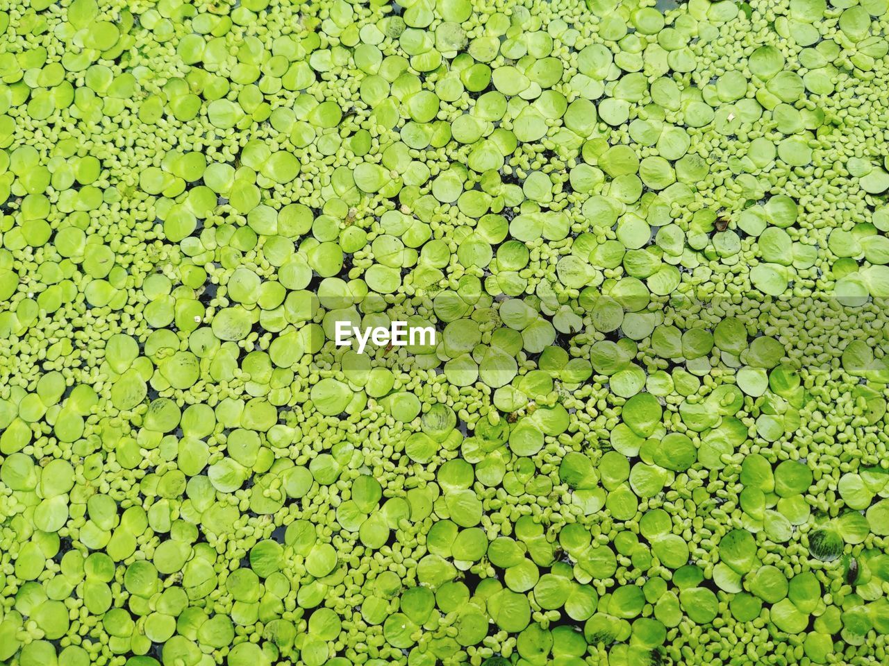 Full frame shot of leaf floating on pond