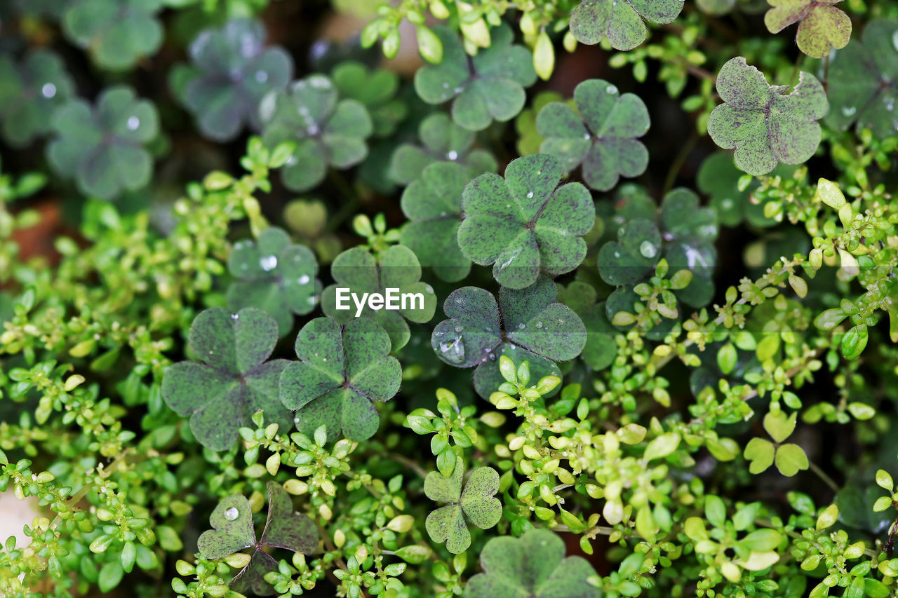 CLOSE-UP OF WET PLANT LEAVES