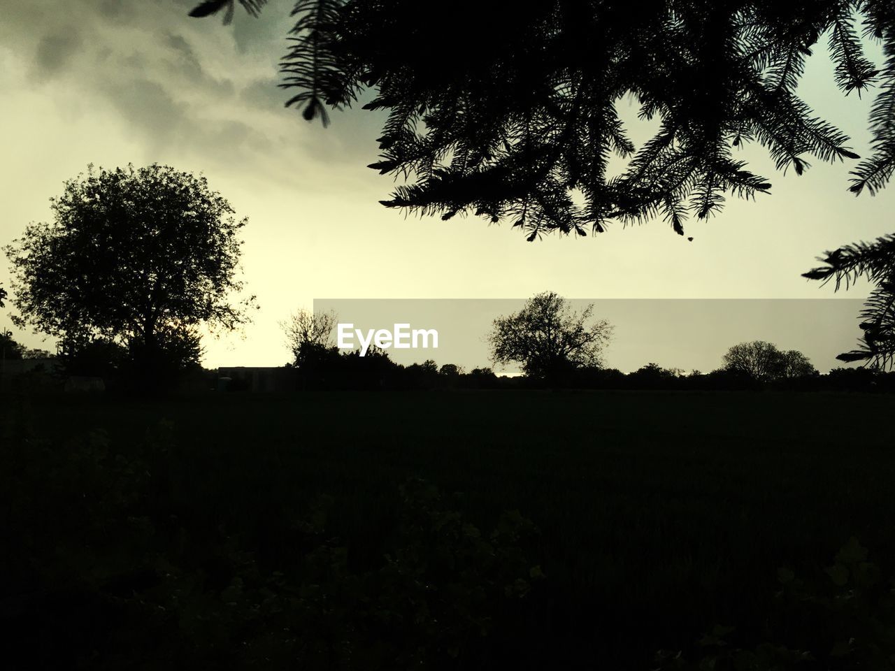 SILHOUETTE OF TREES AGAINST CLEAR SKY