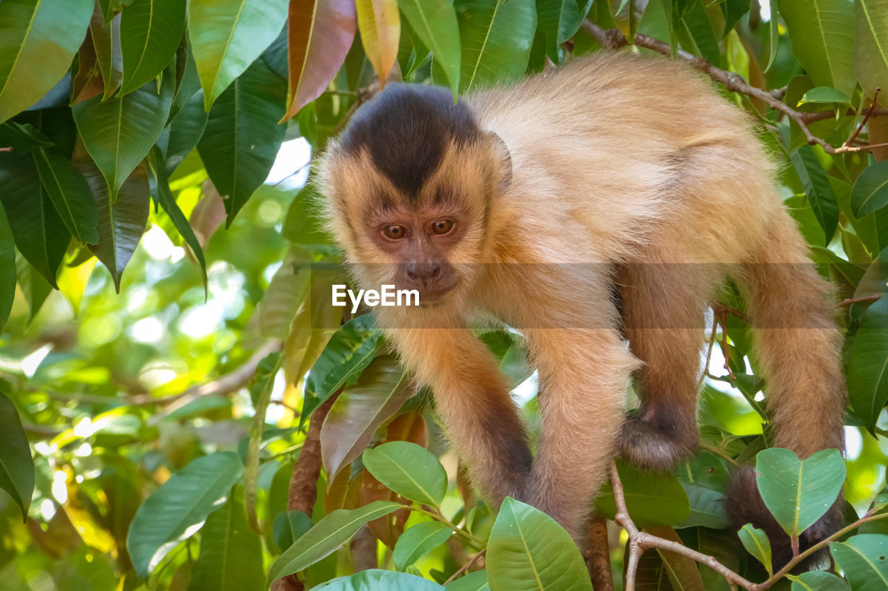 Hooded capuchin in a tree with green leaves, looking down