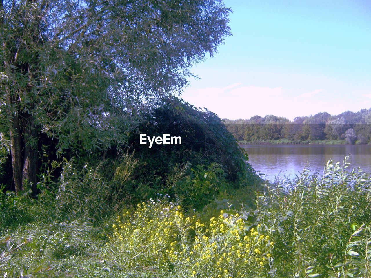 SCENIC VIEW OF LAKE AMIDST PLANTS AGAINST SKY