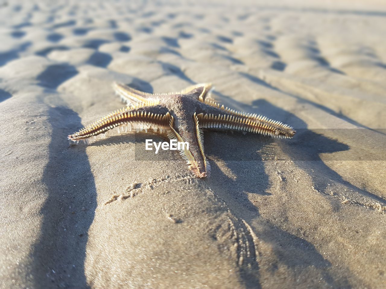 HIGH ANGLE VIEW OF LIZARD ON BEACH