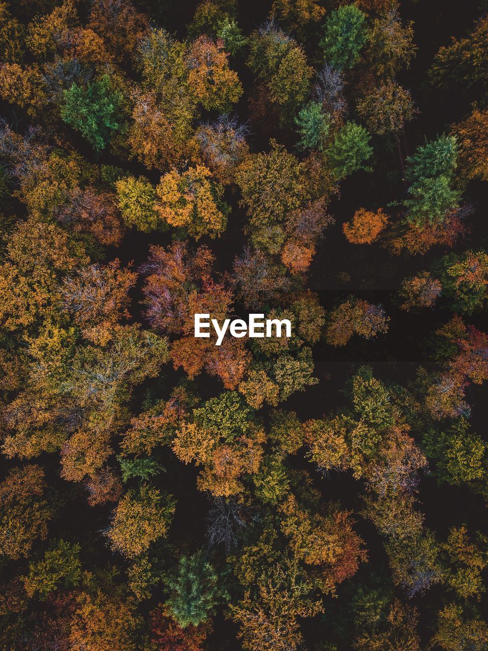 Full frame shot of trees growing on land