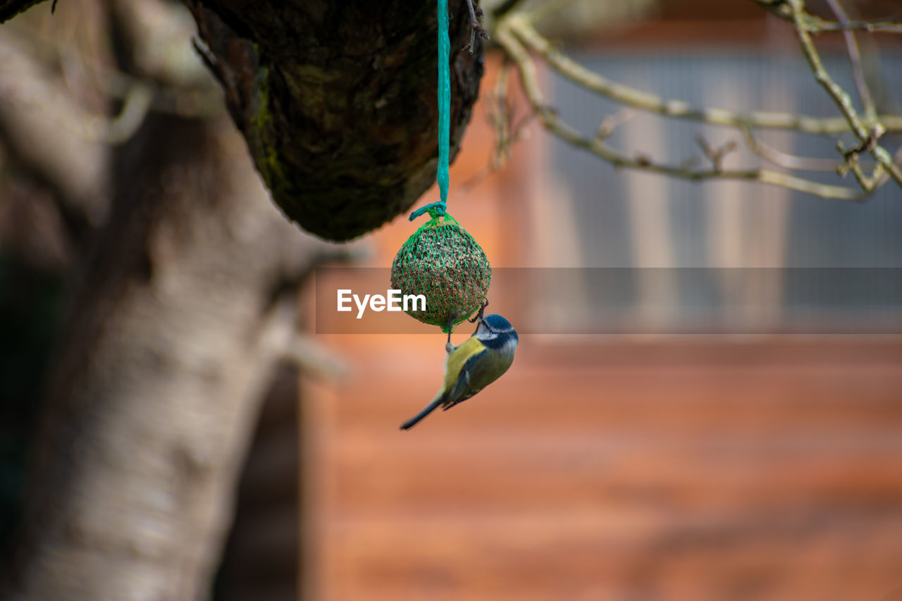 Close-up of bird on branch