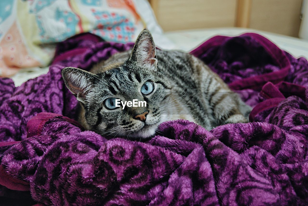 Portrait of cat lying on purple blanket at home