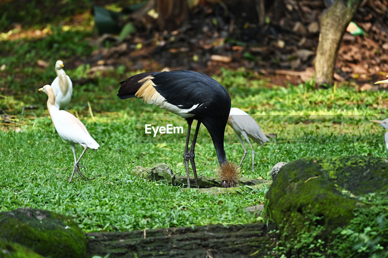 The crane is looking for food