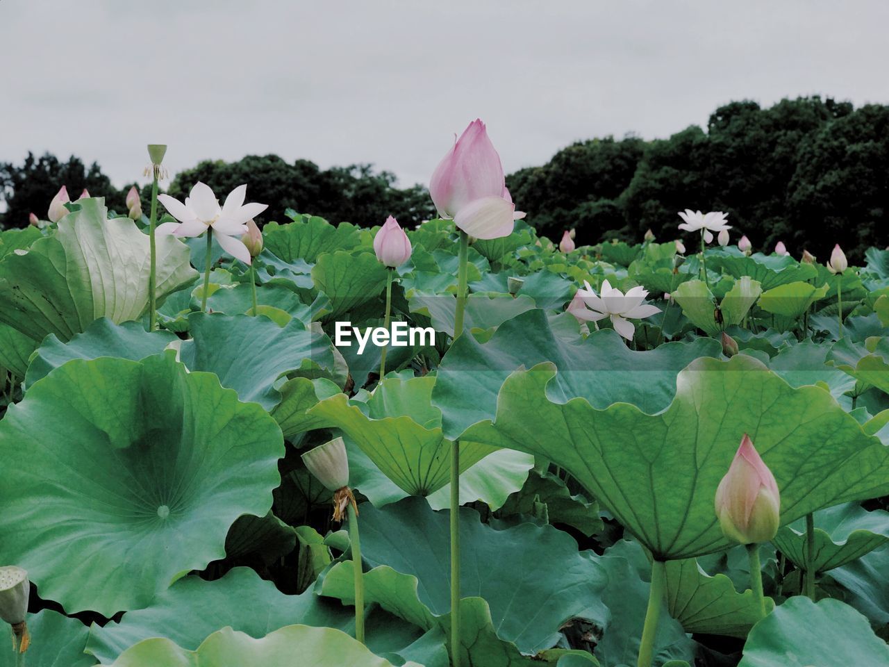 Close-up of pink lotus water lily amidst leaves