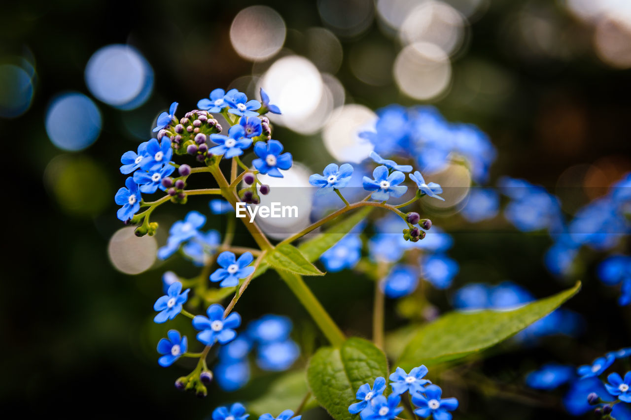 Close-up of blue flowering plant