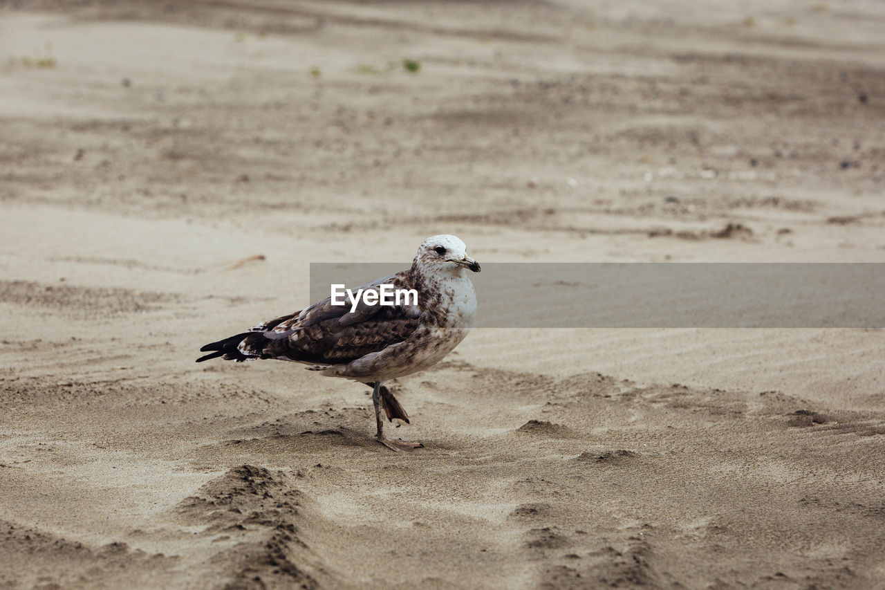 SEAGULL ON BEACH