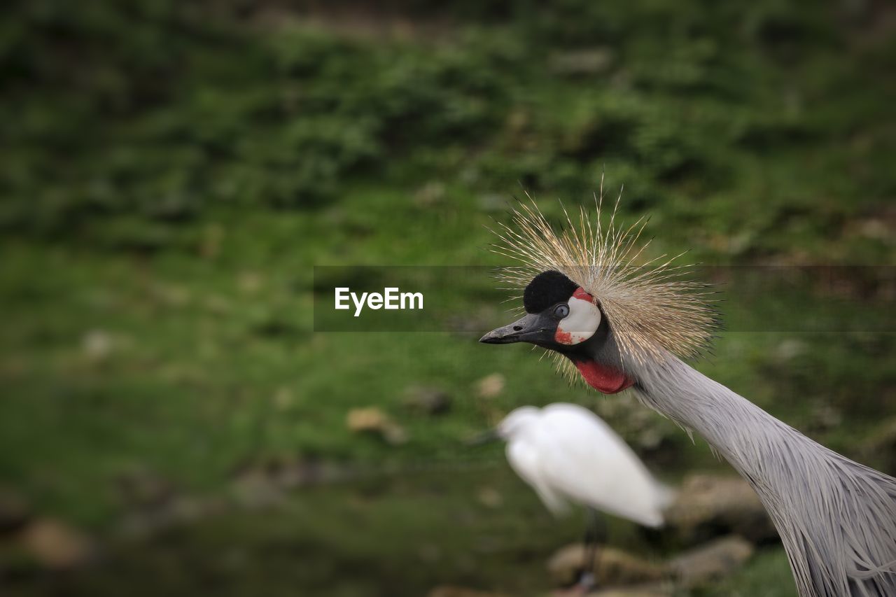 Grey crowned crane on land
