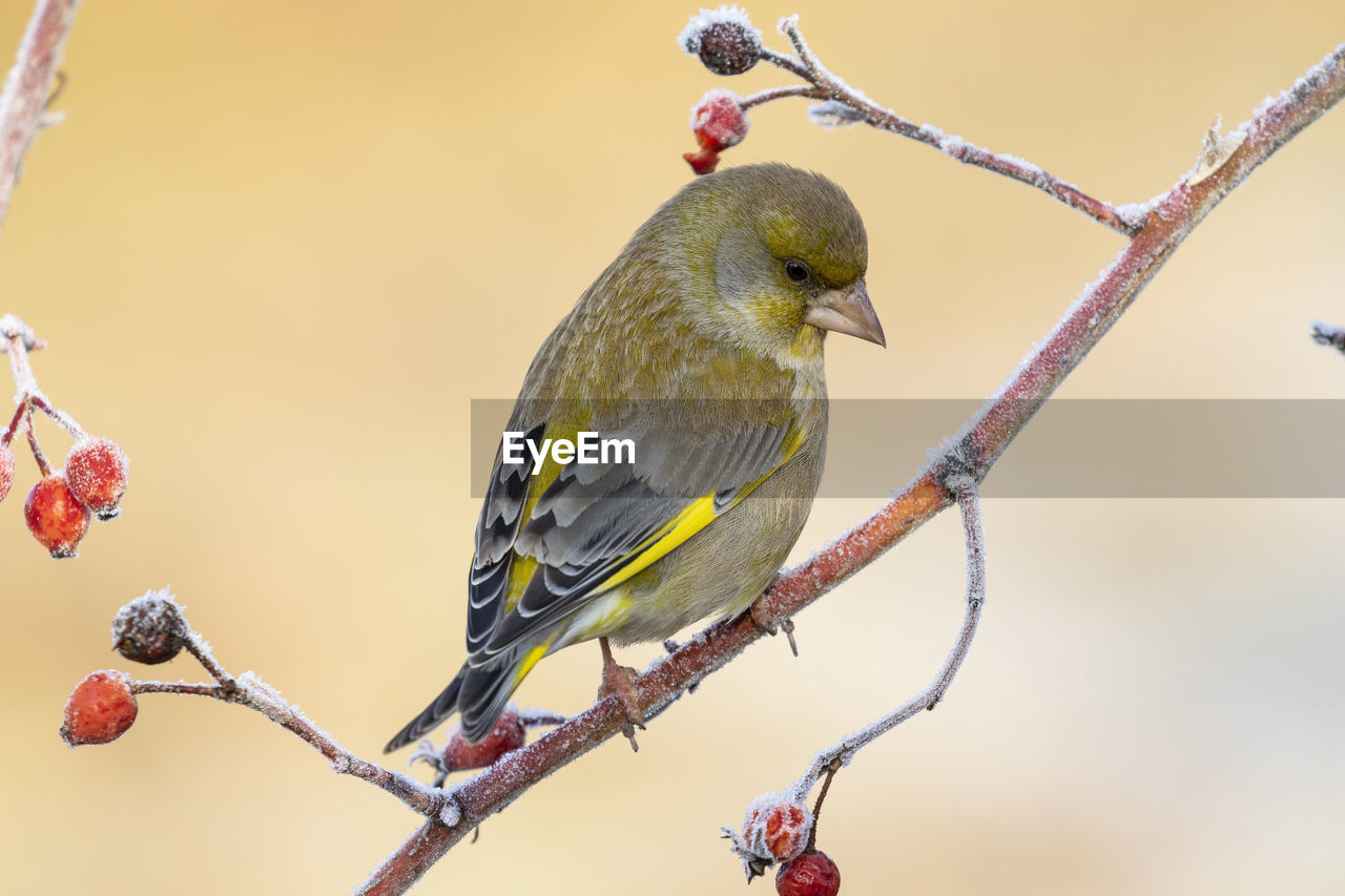 European male goldfinch (chloris chloris), sitting on a branch on a homogeneous blurred background.