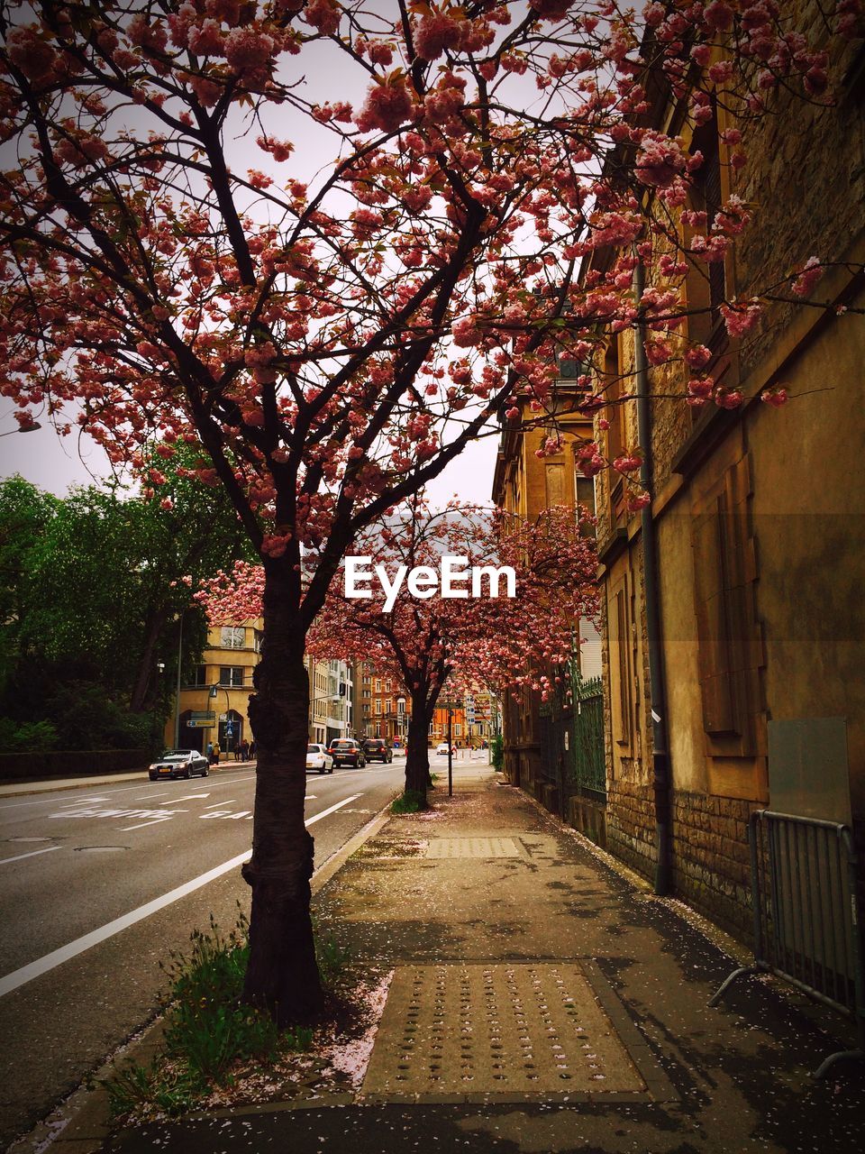 Trees growing on sidewalk by buildings