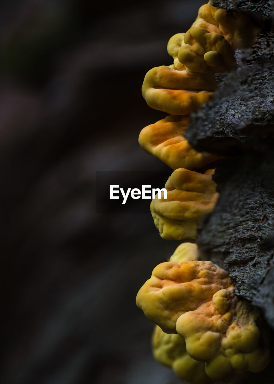 Close-up of yellow mushroom on black tree trunk