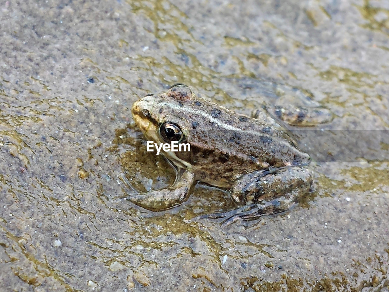 CLOSE-UP OF TURTLE IN ROCK