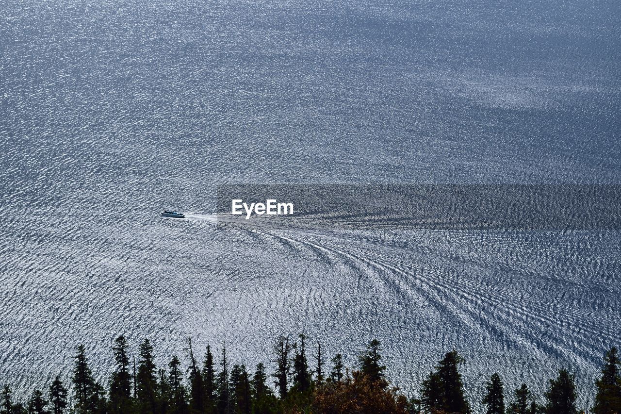 High angle view of pine trees during winter