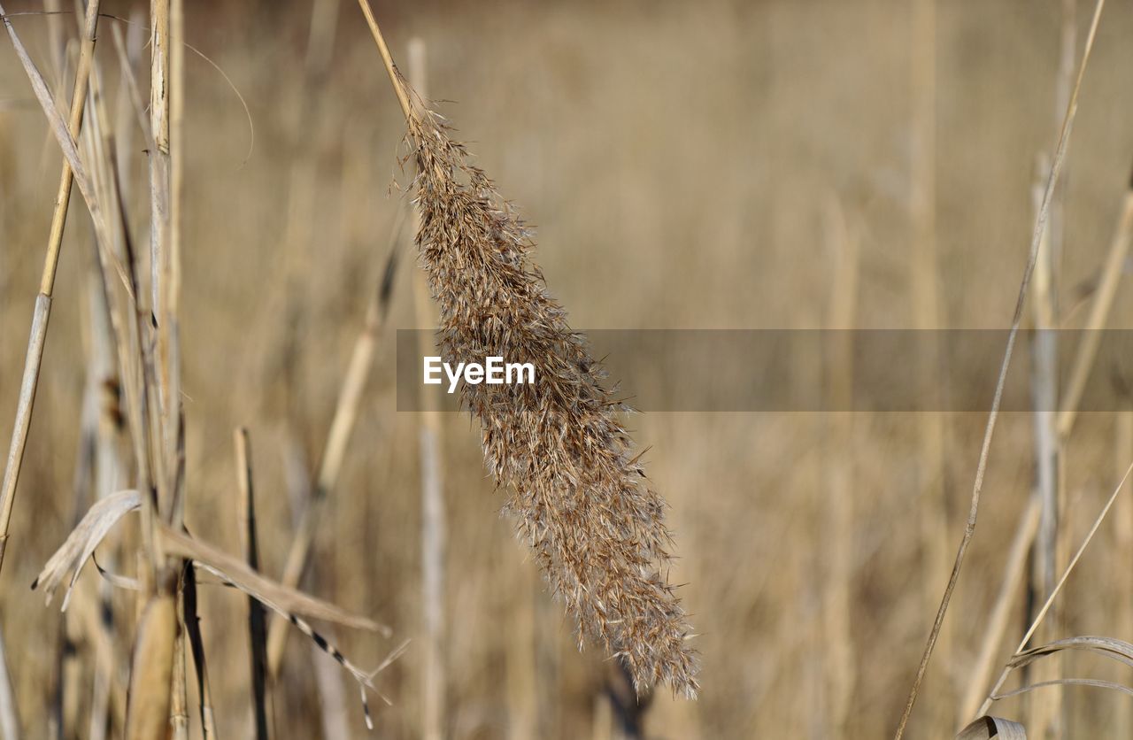 CLOSE-UP OF DRIED PLANT