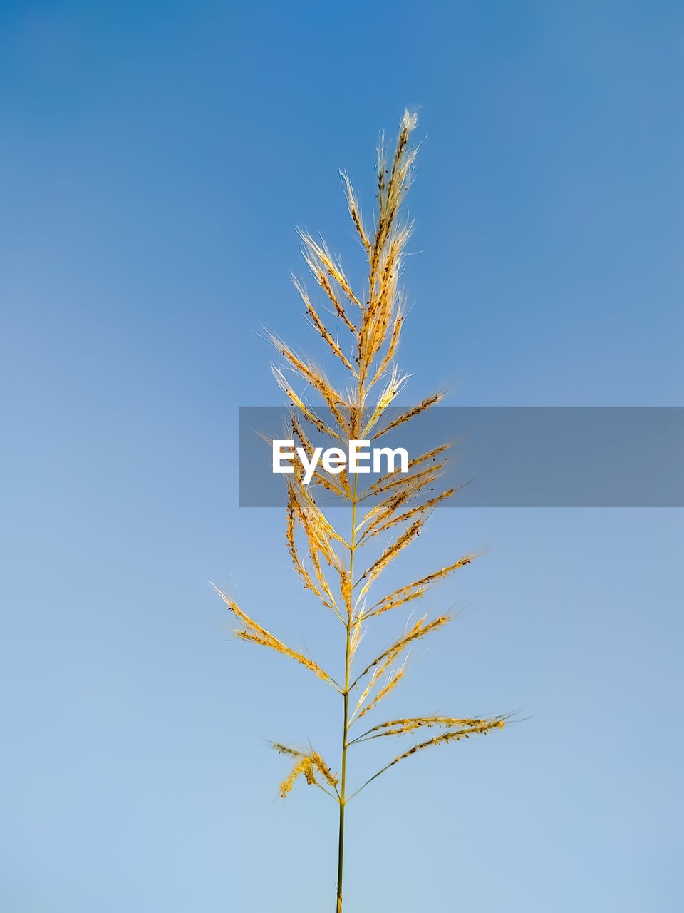 CLOSE-UP OF PLANT AGAINST BLUE SKY