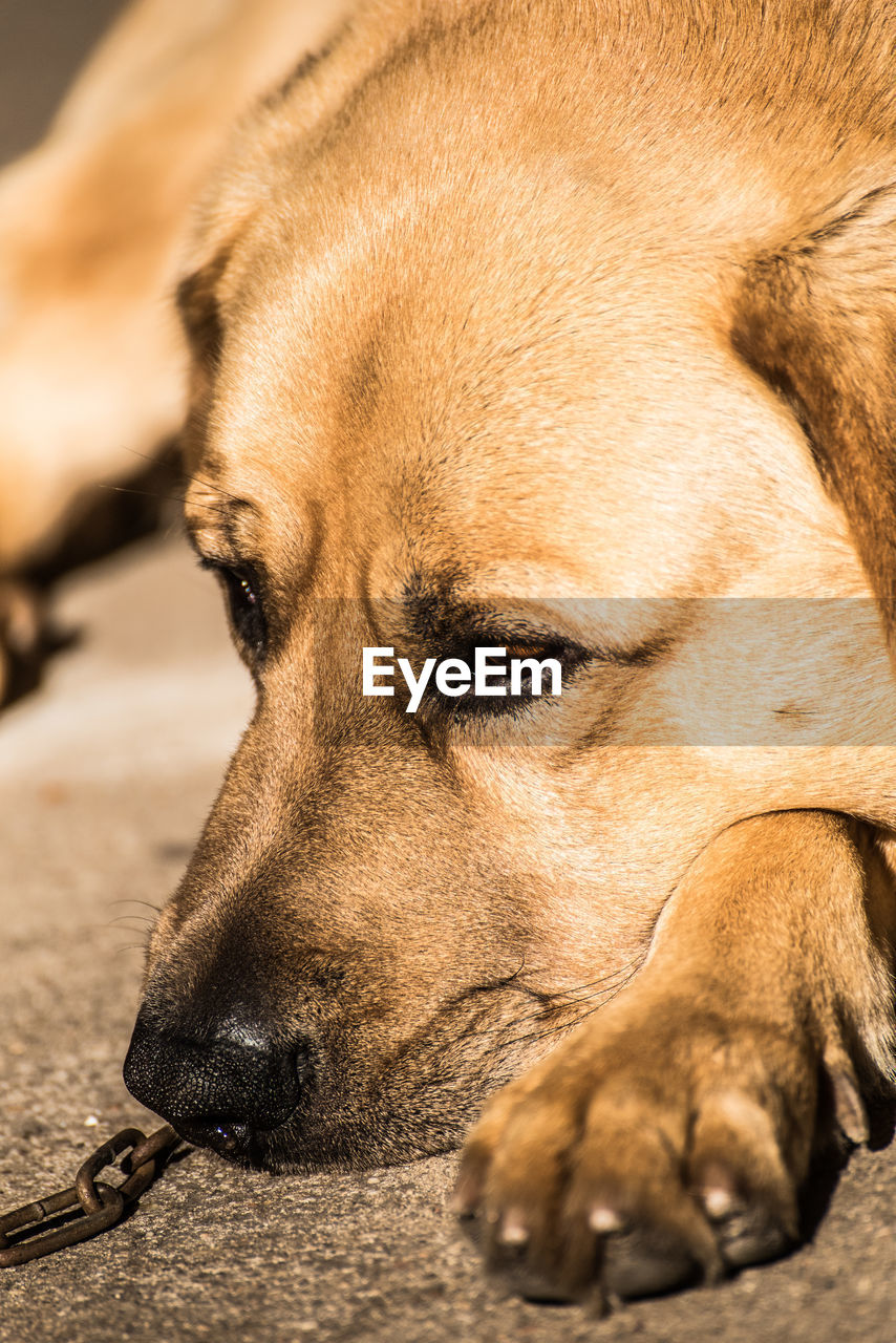 Close-up of dog sleeping