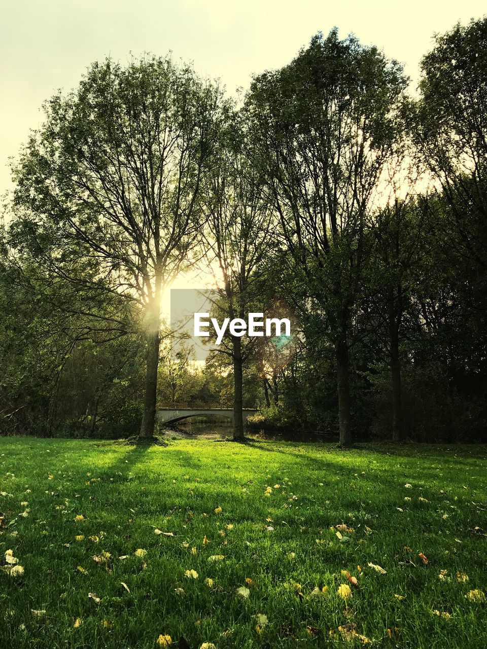 SCENIC VIEW OF FIELD AND TREES