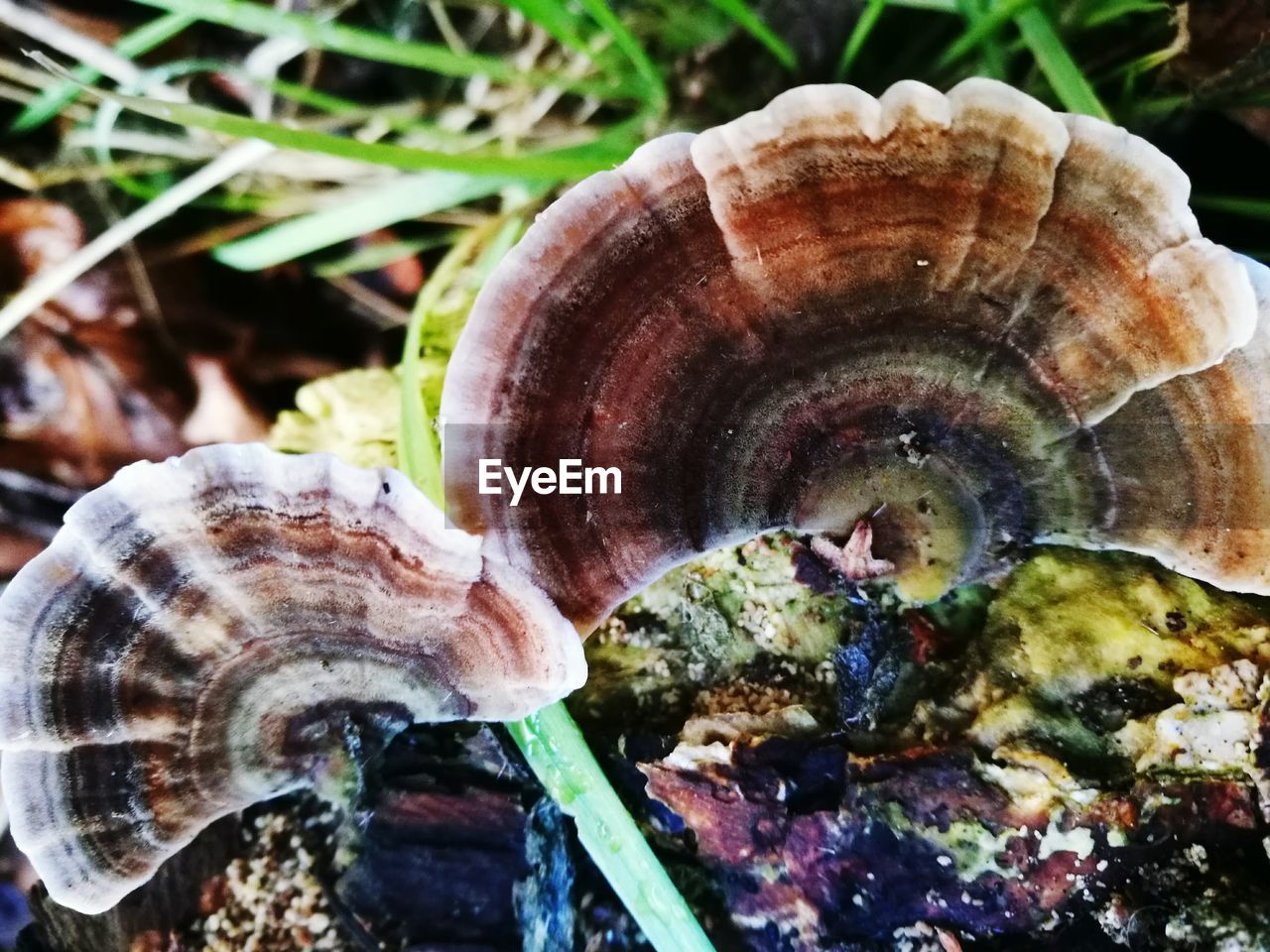 CLOSE-UP OF MUSHROOMS