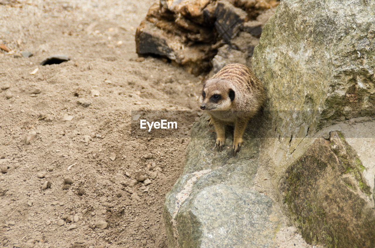 Meerkat on rock at edinburgh zoo