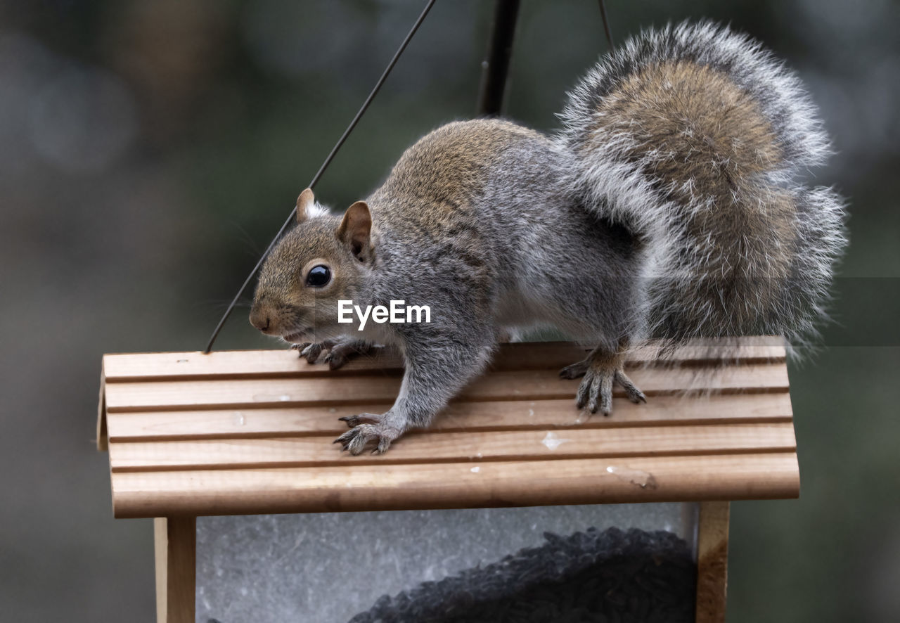 CLOSE-UP OF SQUIRREL