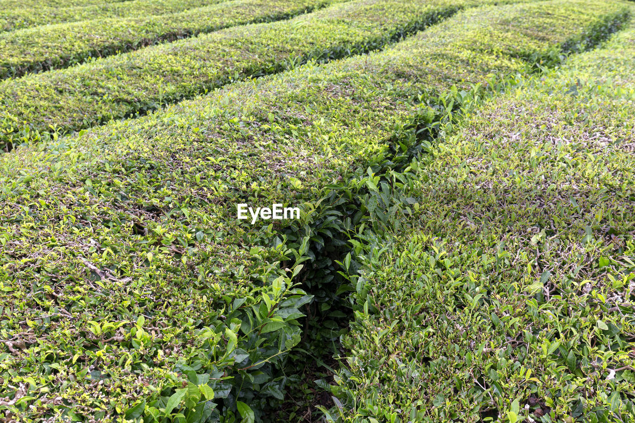 HIGH ANGLE VIEW OF GREEN FIELD