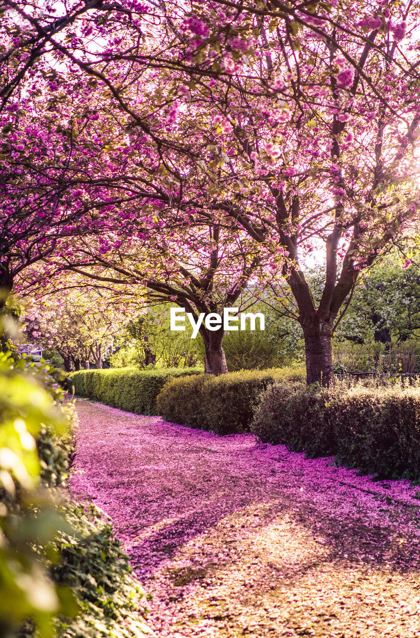 Pink cherry blossoms in park