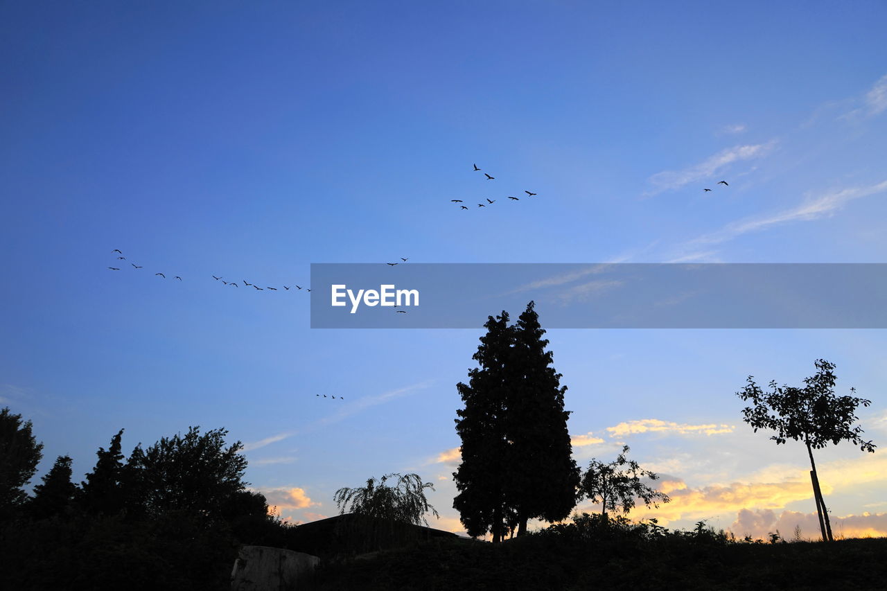 LOW ANGLE VIEW OF BIRDS FLYING AGAINST BLUE SKY