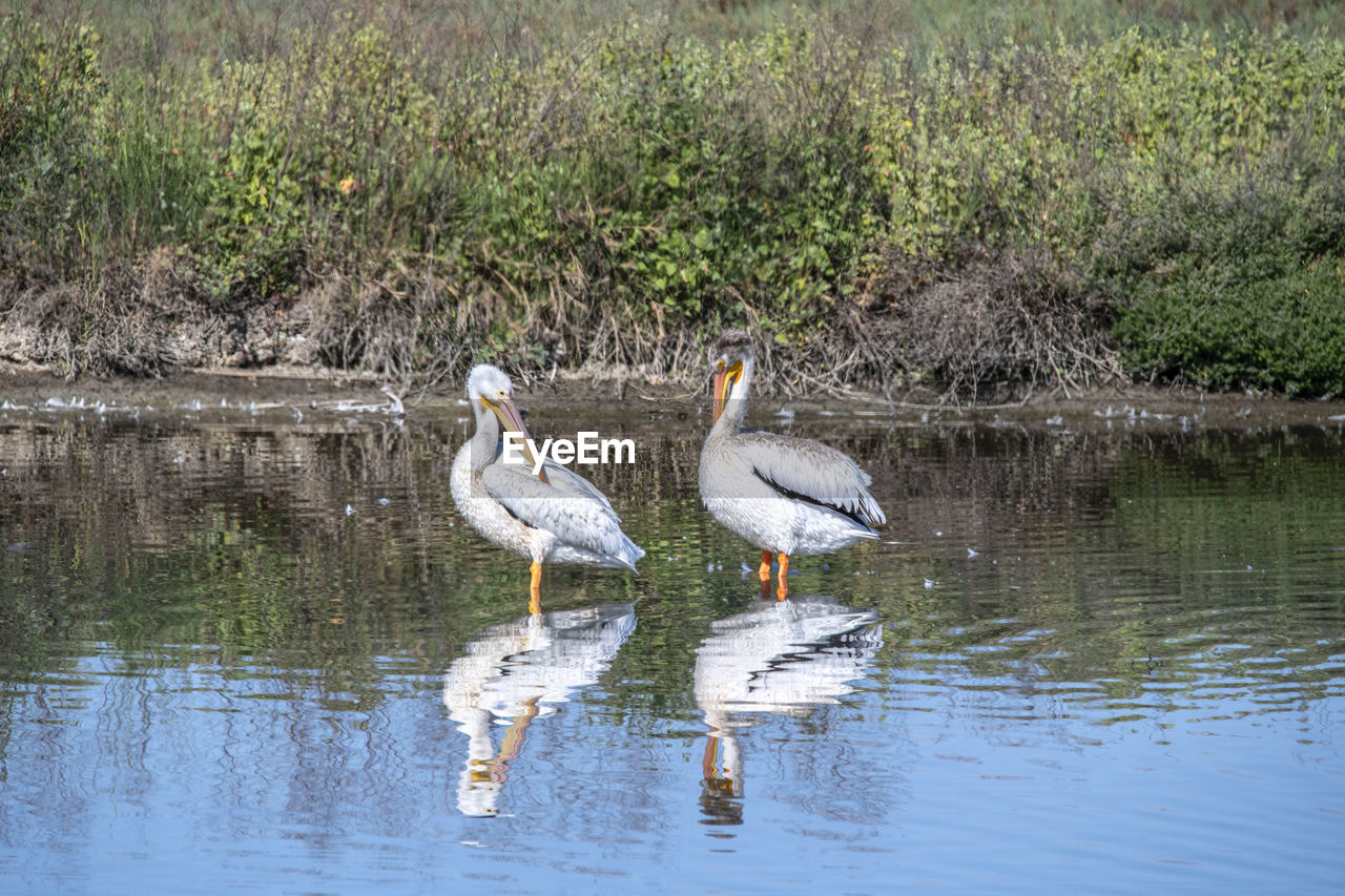 BIRDS IN LAKE