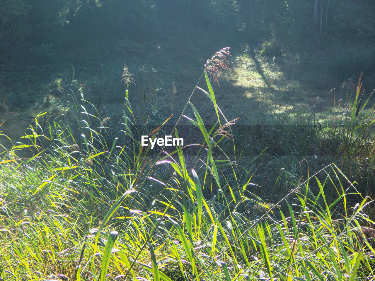 GRASS IN A FIELD