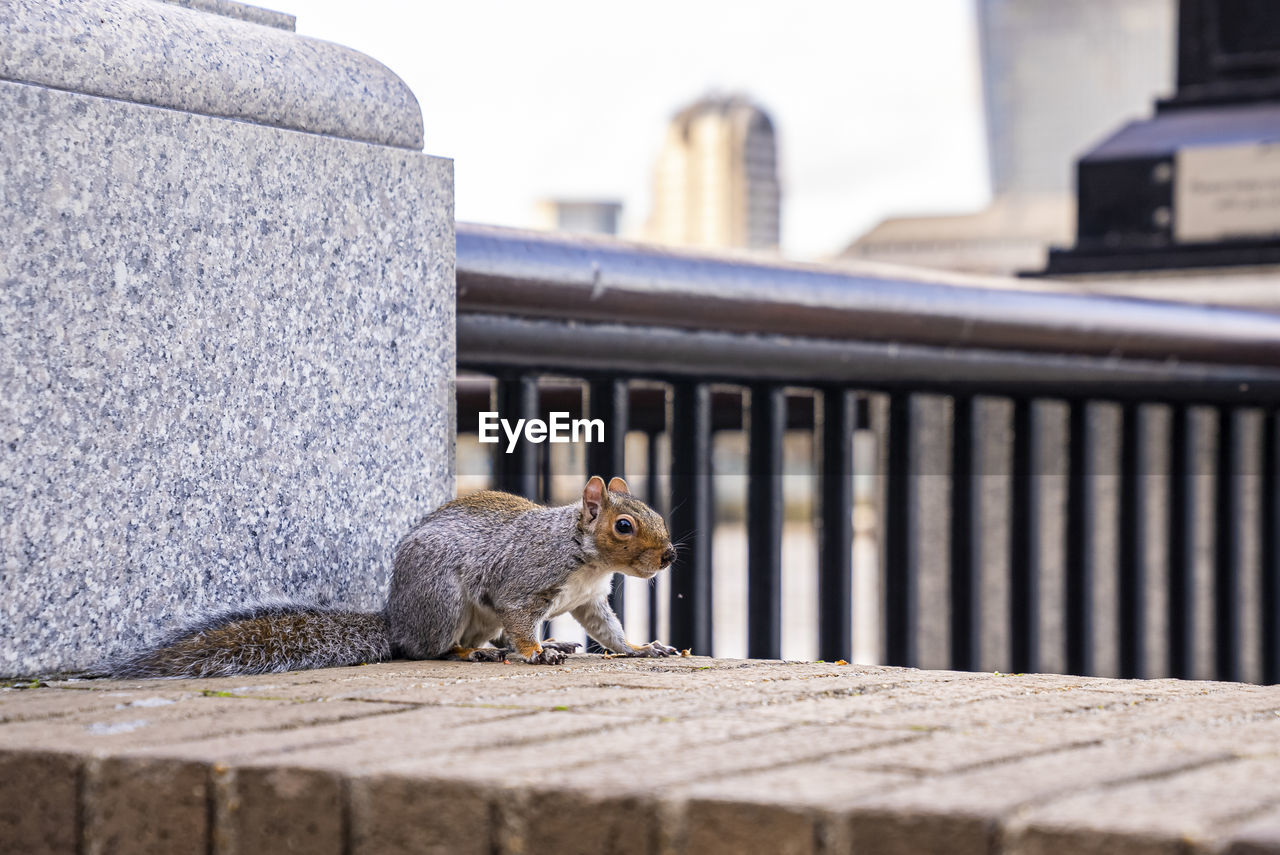 Cute little fluffy squirrel perched on surrounding wall in city