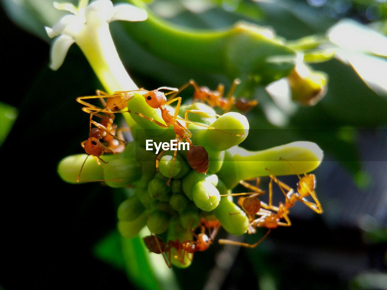 Close-up of ants on flower buds