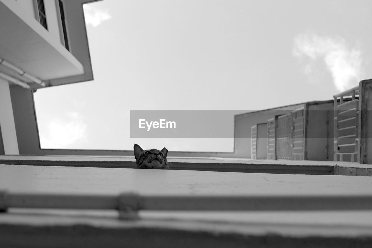 VIEW OF CAT AGAINST SKY