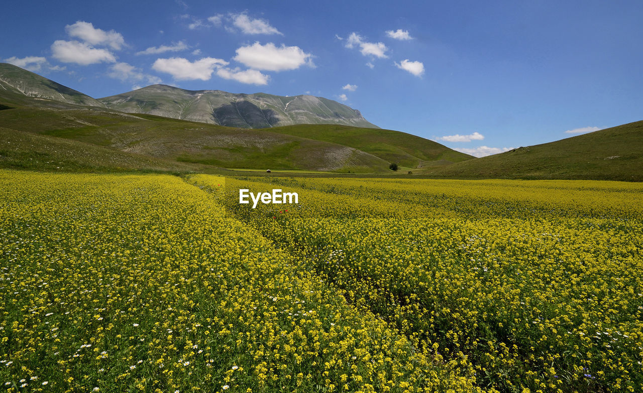 Scenic view of agricultural field against sky