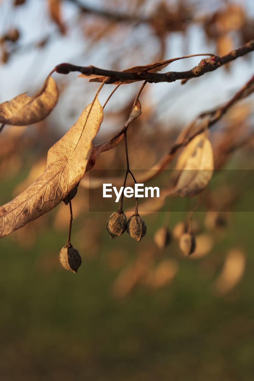 Close-up of dry leaves on branch