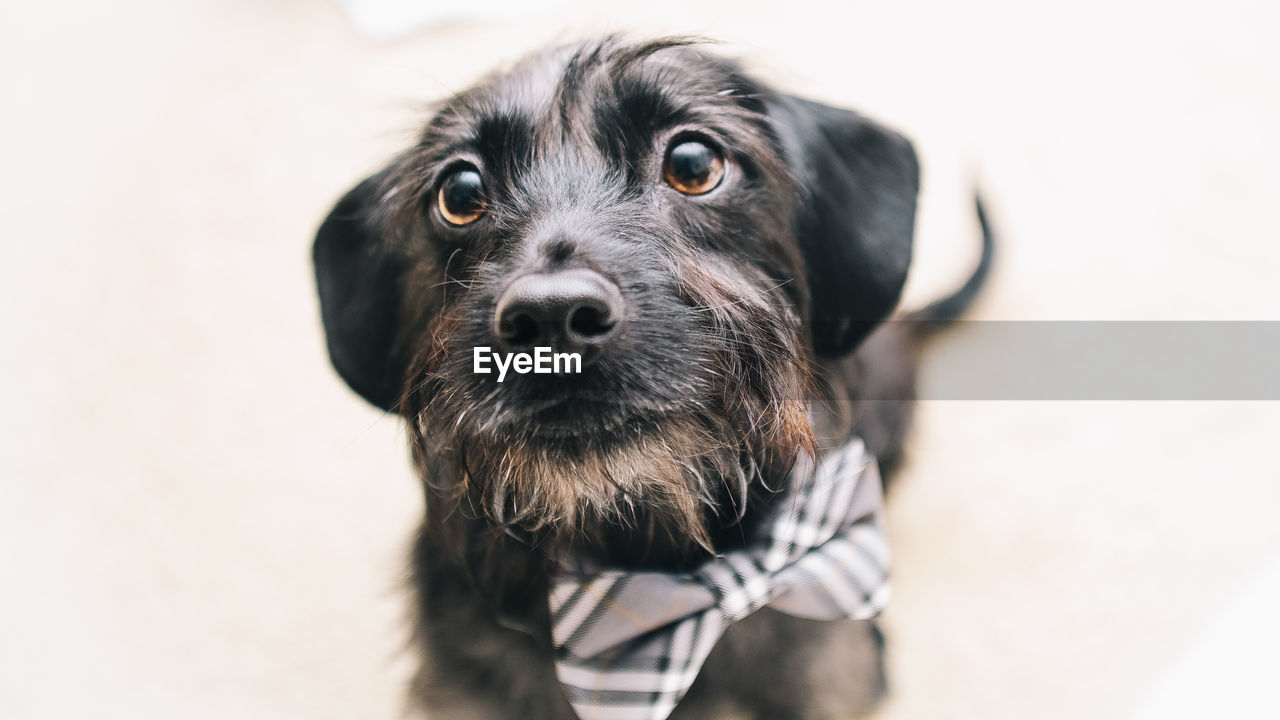 Portrait of dog against white background