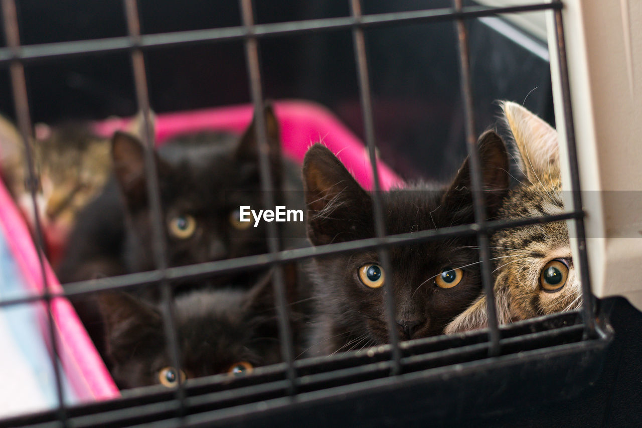 Kittens in the cage at the veterinary clinic