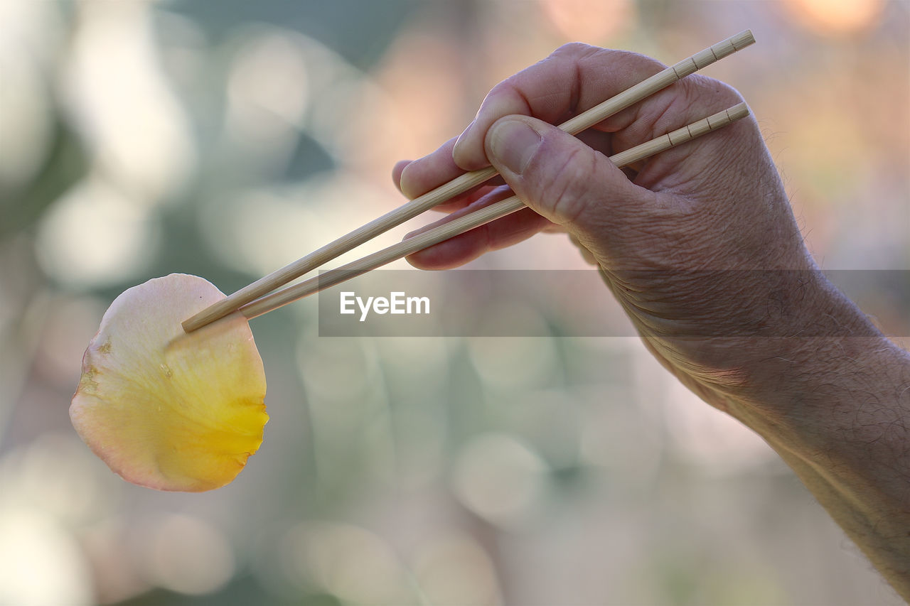 Cropped hand of person holding rose petal with chopsticks