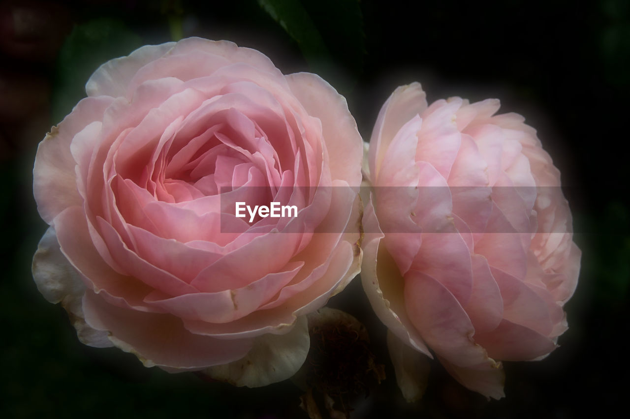 CLOSE-UP OF PINK ROSE WITH FLOWER