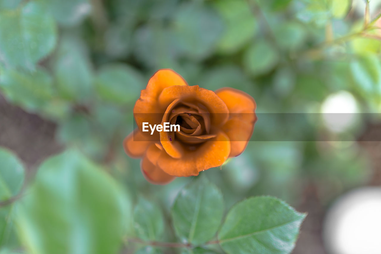 Close-up of orange flower